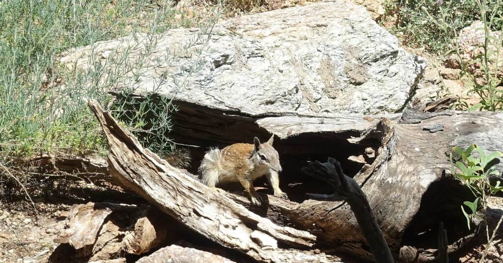 Numbat (Myrmecobius fasciatus), Alice Springs Desert Park