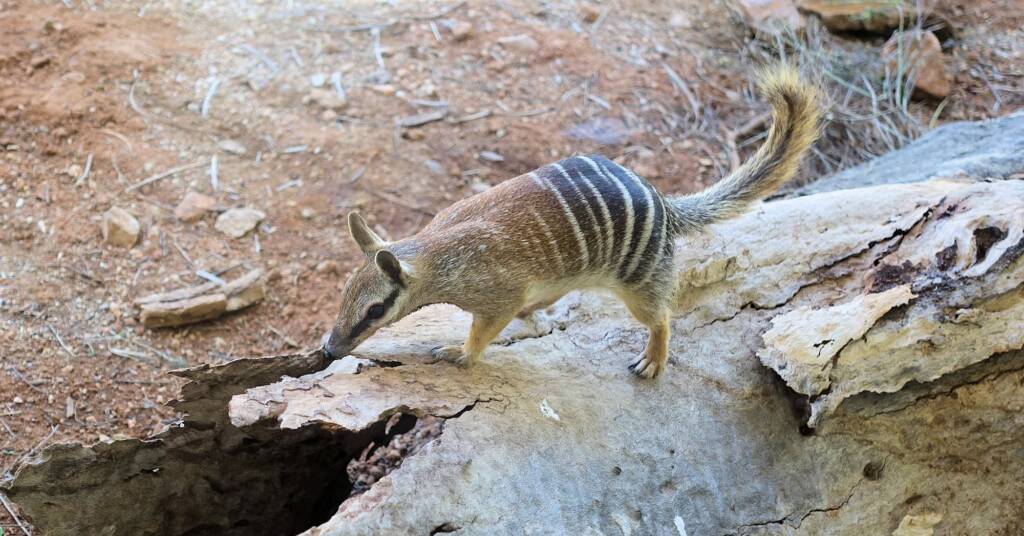 Numbat (Myrmecobius fasciatus)