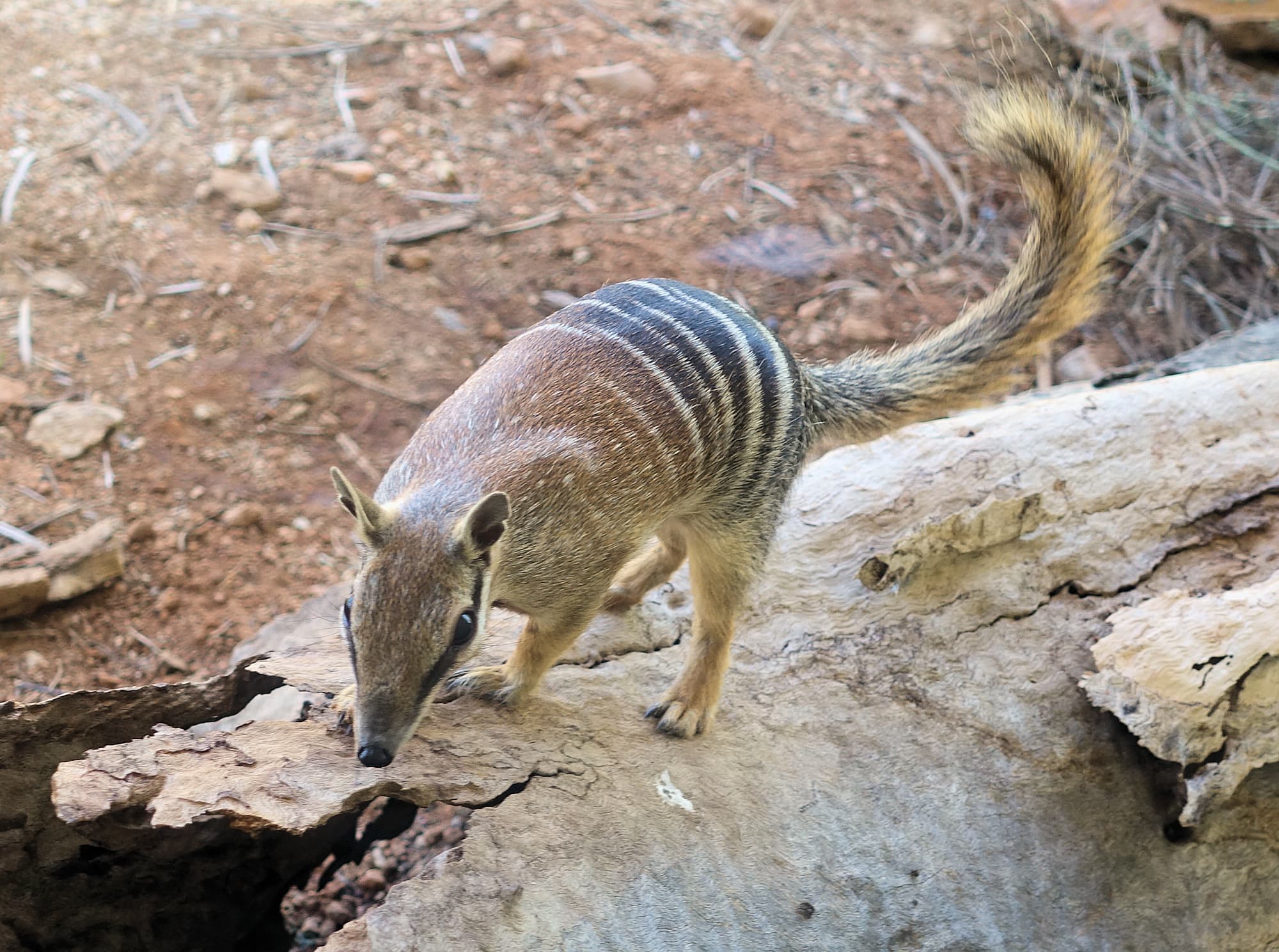 Numbat (Myrmecobius fasciatus)