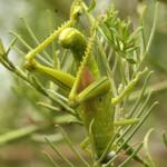 Giant Grasshopper nymph (Valanga irregularis) on Caper Bush (Capparis spinosa var. nummularia), Alice Springs, NT