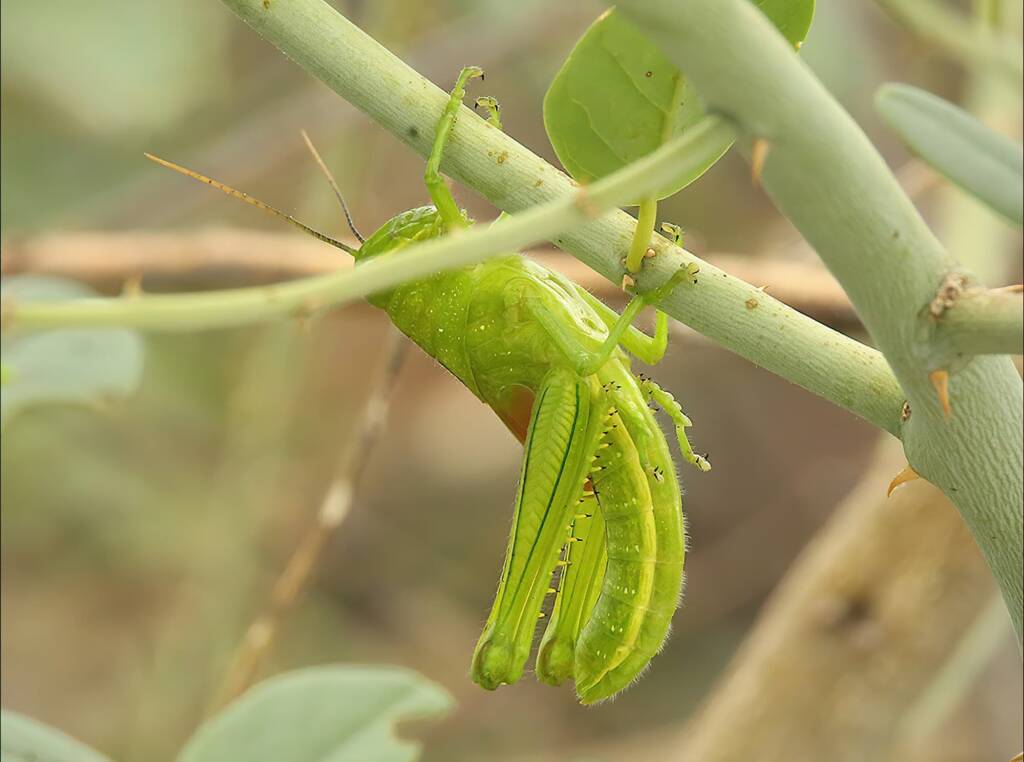 Giant Grasshopper nymph (Valanga irregularis) on Caper Bush (Capparis spinosa var. nummularia), Alice Springs, NT