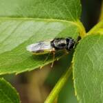 Genus Odontomyia (member of Soldier Flies Family Stratiomyidae), Alice Springs NT