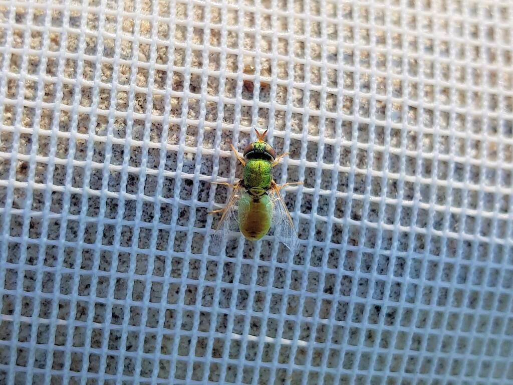 Odontomyia (Soldier Fly), Alice Springs NT