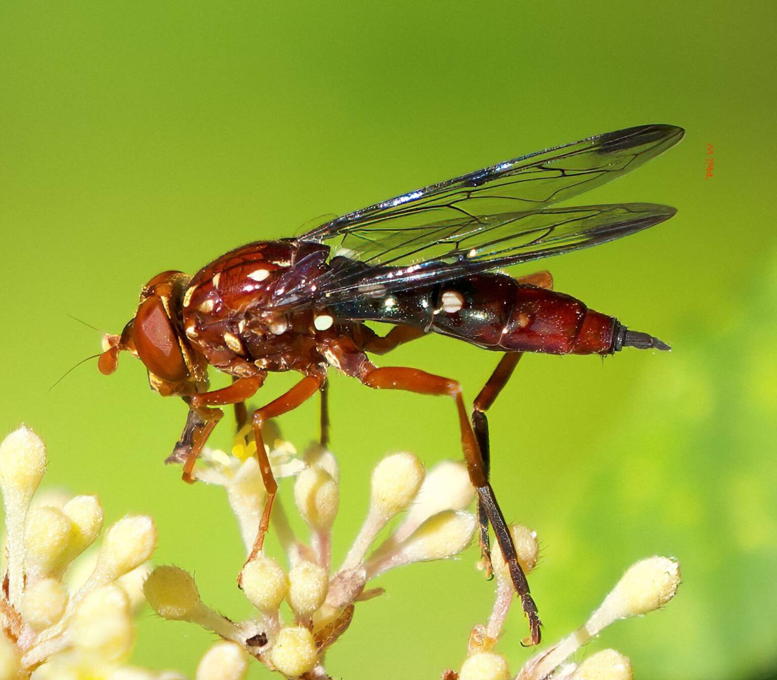 Odyneromyia iridescens (White-spotted Red Hoverfly) on flowers of Pomaderris discolor, NSW © Phil Warburton