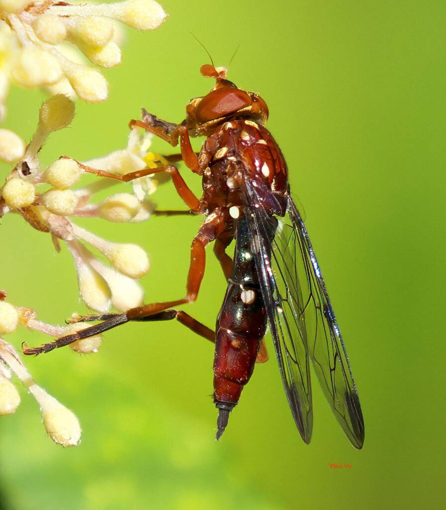 Odyneromyia iridescens (White-spotted Red Hoverfly) on flowers of Pomaderris discolor, NSW © Phil Warburton
