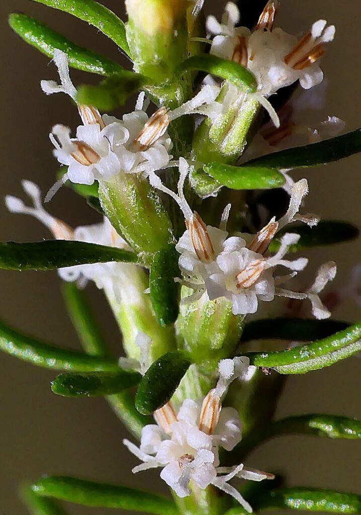 Olearia tubuliflora, Belair SA © Marianne Broug