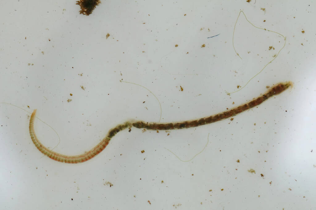 Oligochaete Worm, Life in the Gnammas, Girraween QLD