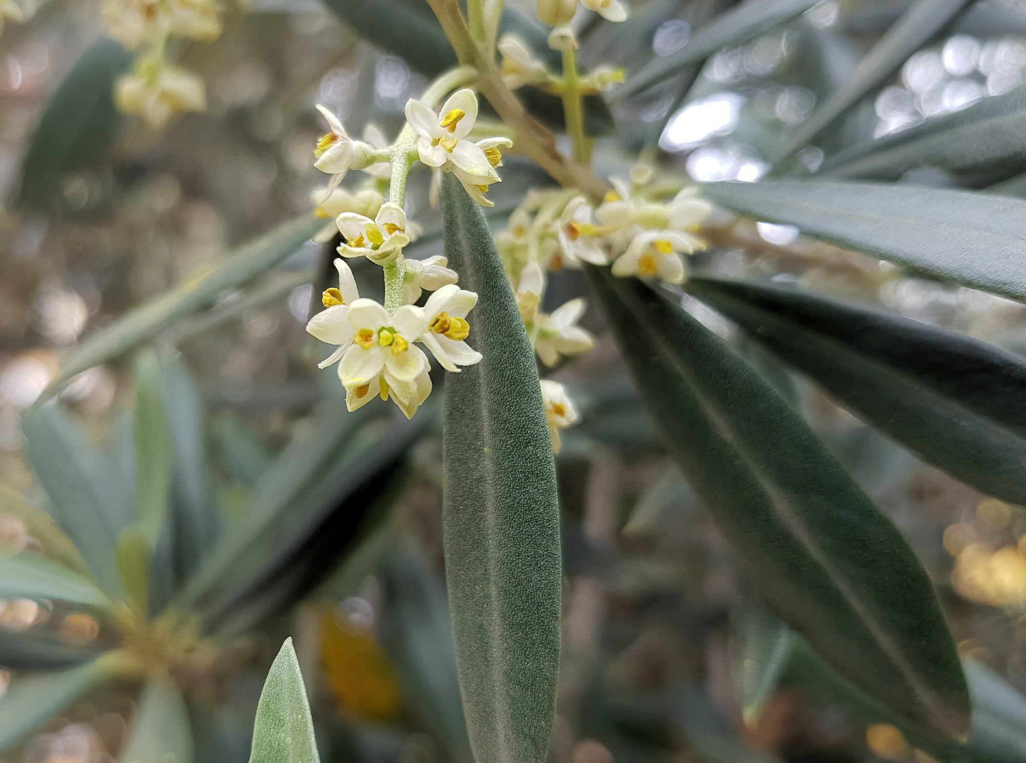 Olive Tree (Olea europaea), Alice Springs NT