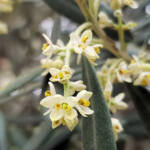 Olive Tree (Olea europaea), Alice Springs NT