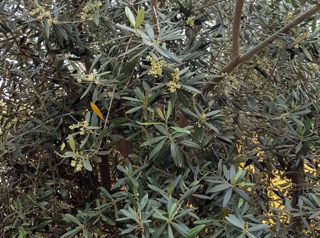 Olive Tree (Olea europaea), Alice Springs NT