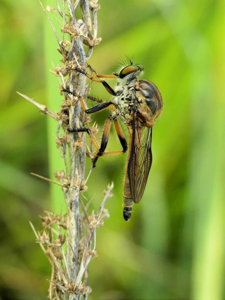 Robbery fly (genus Ommatius), Gold Coast QLD © Stefan Jones