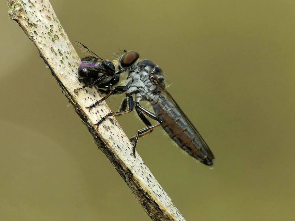 Robbery fly (genus Ommatius), Gold Coast QLD © Stefan Jones