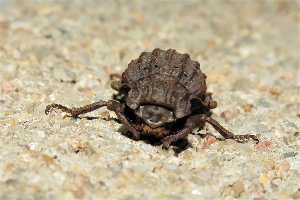Carcass Beetles (genus Omorgus), Wallaga Lake NSW © Deb Taylor