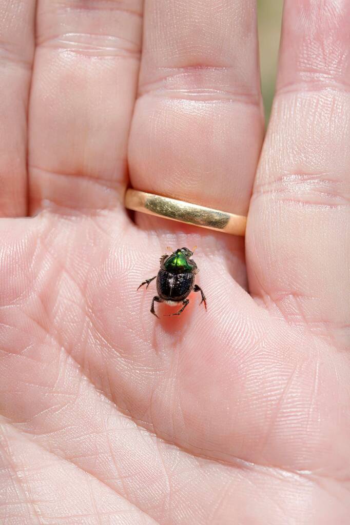 Dung Beetle (Onthophagus dandalu), Roma QLD © Di Bickers