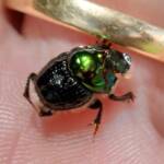 Dung Beetle (Onthophagus dandalu), Roma QLD © Di Bickers
