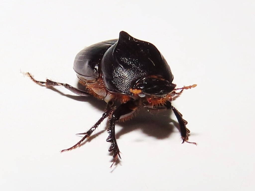 Onthophagus declivis (Declivis Dung Beetle), Wallaga Lake NSW © Deb Taylor