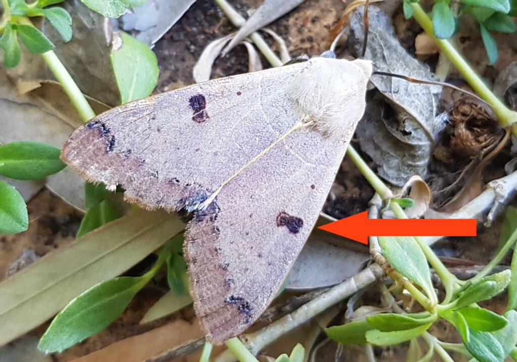 Ophiusa parcemacula (Figure Eight Moth / Owlet Moth), Alice Springs NT