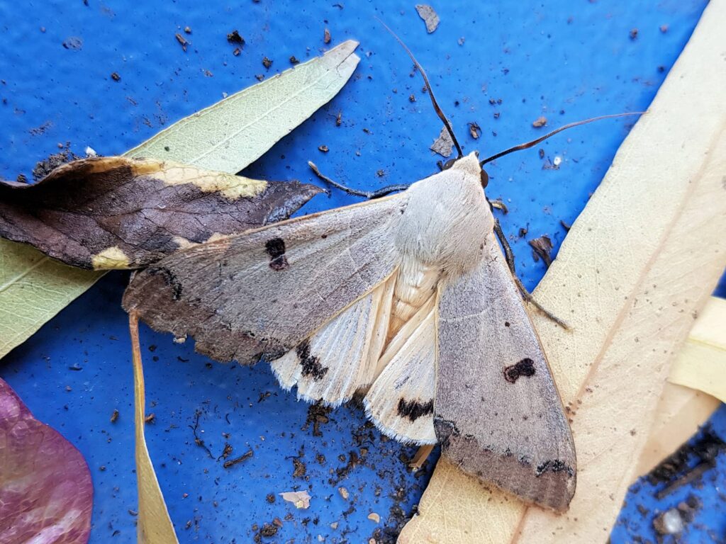 Ophiusa parcemacula (Owlet Moth / Figure Eight Moth), Alice Springs NT