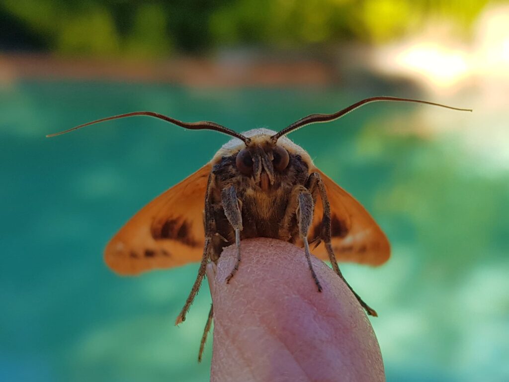 Ophiusa parcemacula (Owlet Moth / Figure Eight Moth), Alice Springs NT