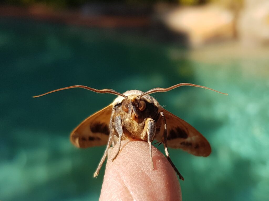 Ophiusa parcemacula (Owlet Moth / Figure Eight Moth), Alice Springs NT