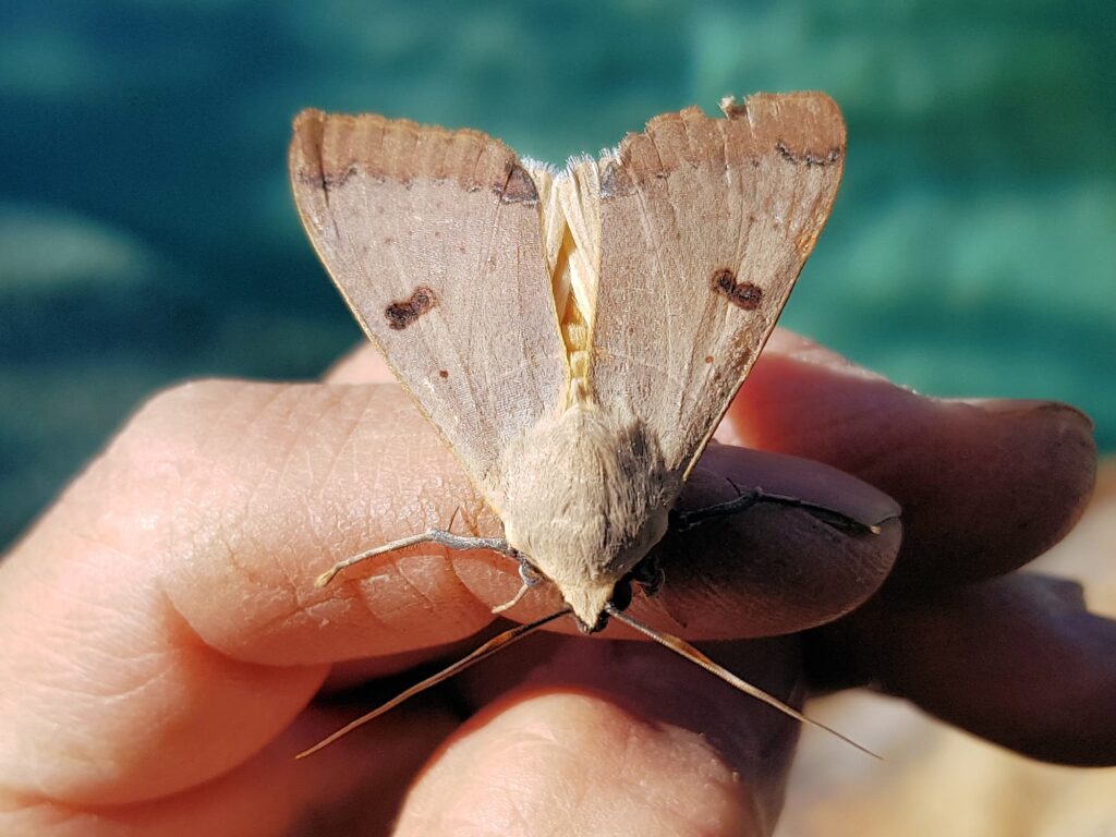 Ophiusa parcemacula (Owlet Moth / Figure Eight Moth), Alice Springs NT