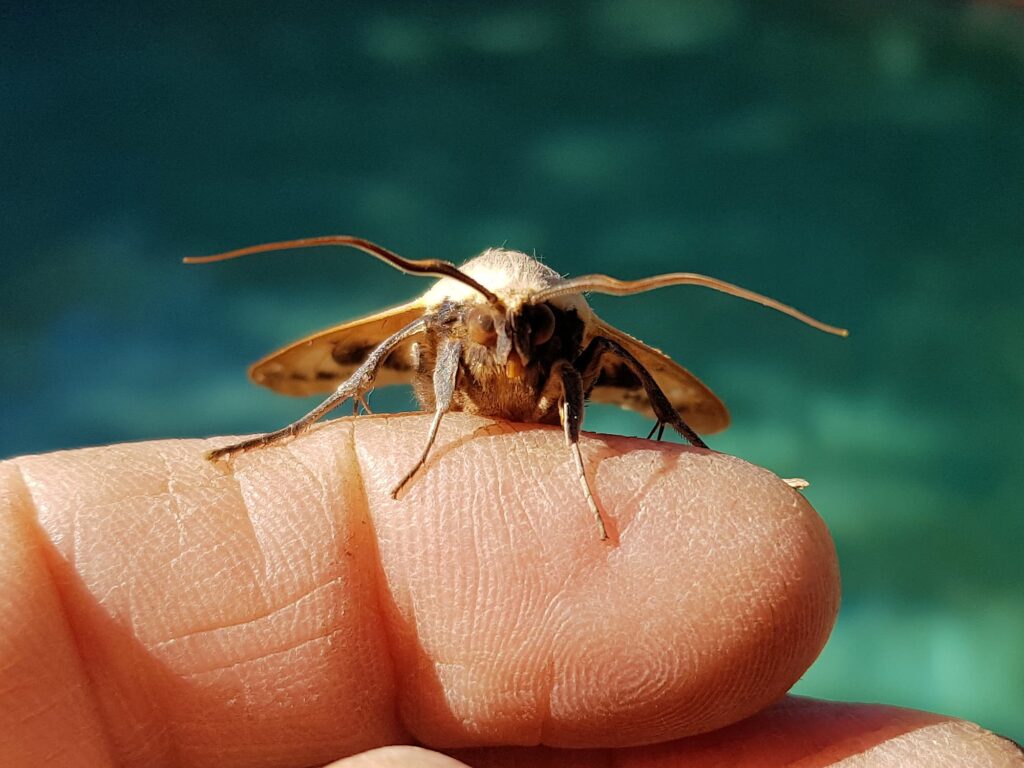 Ophiusa parcemacula (Owlet Moth / Figure Eight Moth), Alice Springs NT