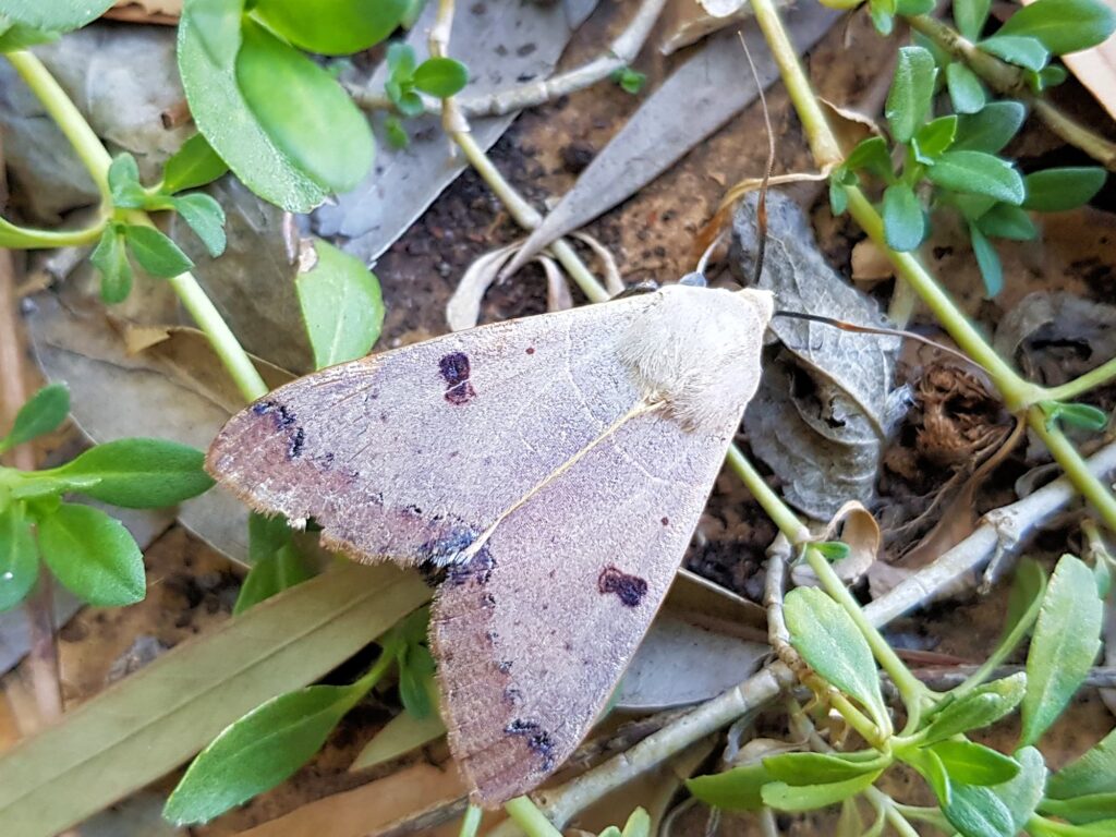 Ophiusa parcemacula (Owlet Moth / Figure Eight Moth), Alice Springs NT