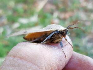 Ophiusa parcemacula (Owlet Moth / Figure Eight Moth), Alice Springs NT