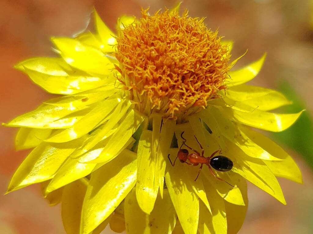 Opisthopsis sp (Strobe ant), Alice Springs Desert Park NT