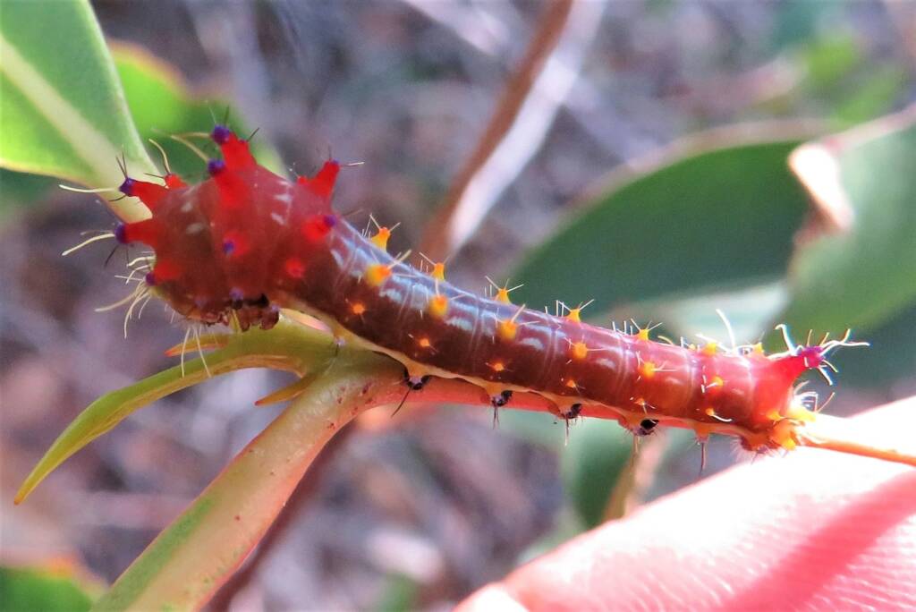 Emperor Gum Moth (Opodiphthera eucalypti) mid stage instar (caterpillar), Wallaga Lake NSW © Deb Taylor