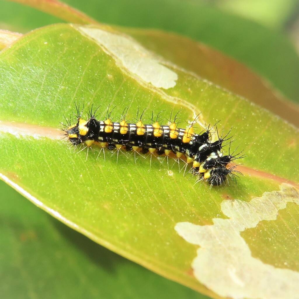 Emperor Gum Moth (Opodiphthera eucalypti) early instar (caterpillar), Bermagui NSW © Deb Taylor