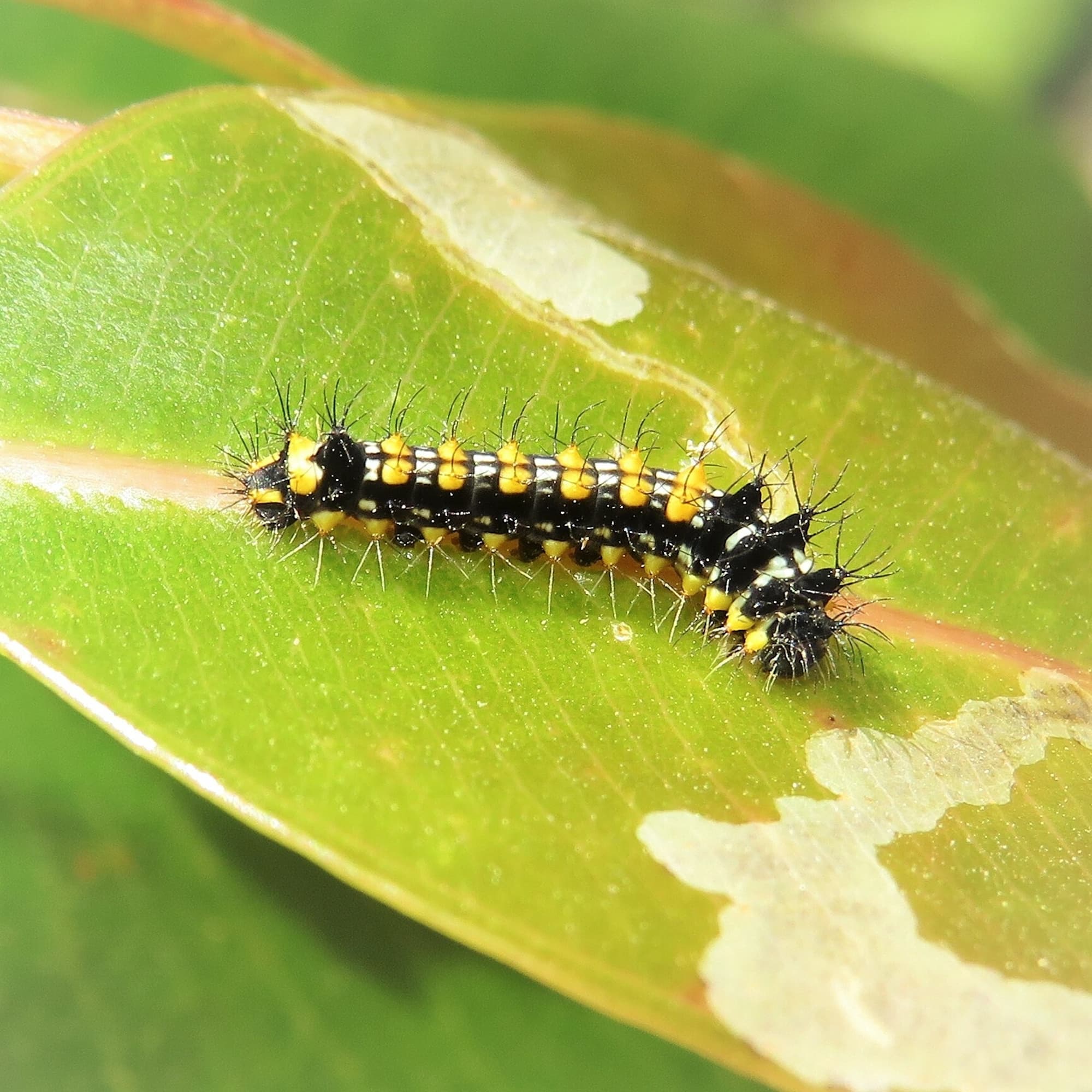 Emperor Gum Moth Pupa and Caterpillar Ausemade