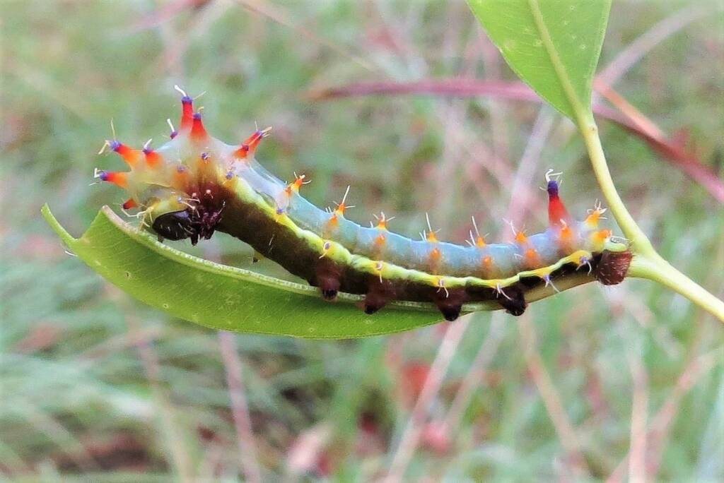 Emperor Gum Moth (Opodiphthera eucalypti) mid to late stage instar (caterpillar), Wandella NSW © Deb Taylor