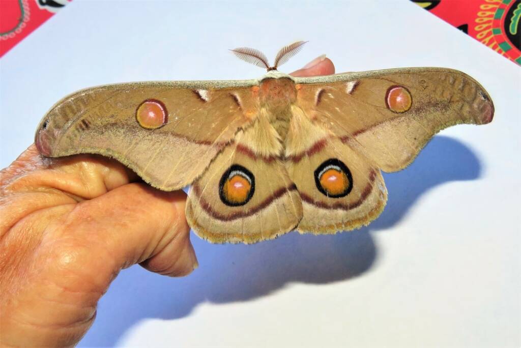 Emperor Gum Moth (Opodiphthera eucalypti), Wallaga Lake NSW © Deb Taylor