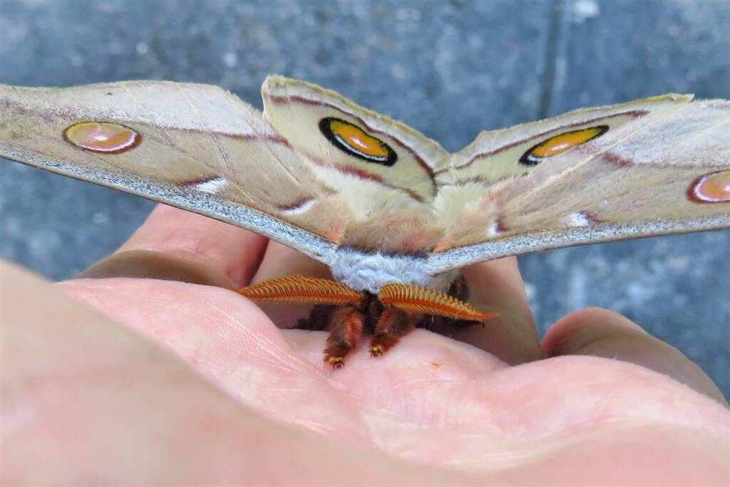 Emperor Gum Moth (Opodiphthera eucalypti), Bega Valley NSW © Deb Taylor