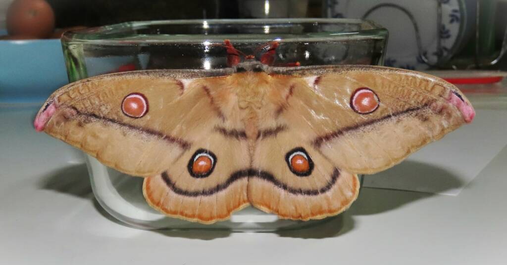 Emperor Gum Moth (Opodiphthera eucalypti), Wallaga Lake NSW © Deb Taylor