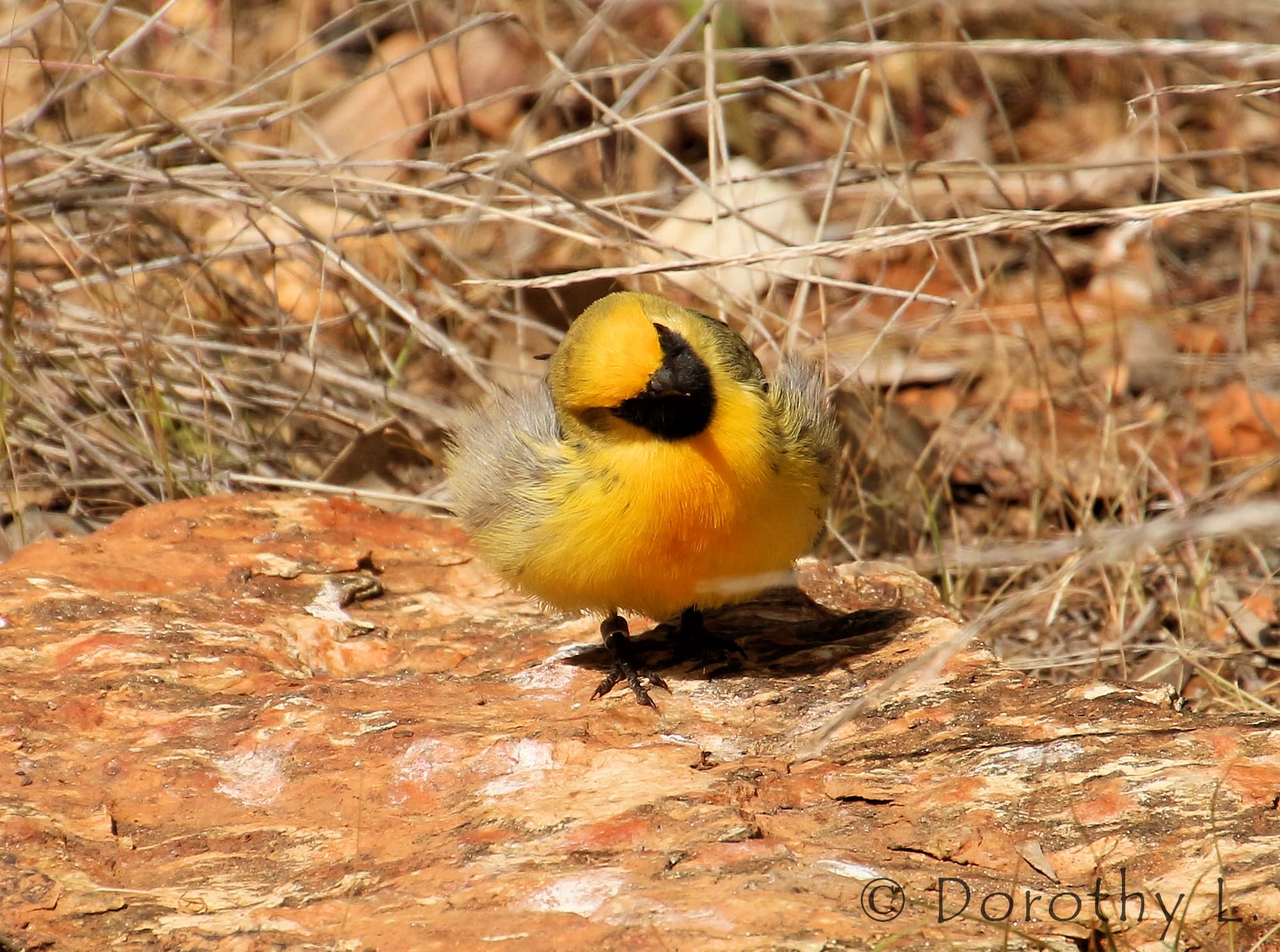 Orange Chat (Epthianura aurifrons), Alice Springs Desert Park
