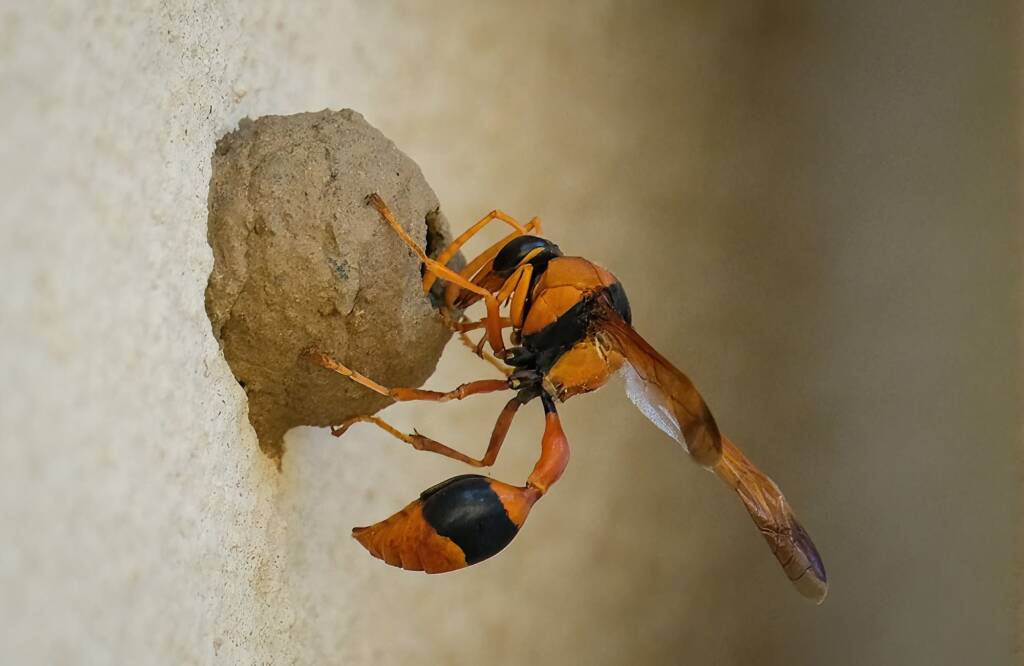 Potter Wasp (Delta latreillei), Tamworth NSW © Karen Giblett