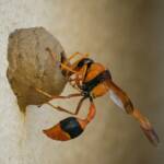 Potter Wasp (Delta latreillei), Tamworth NSW © Karen Giblett