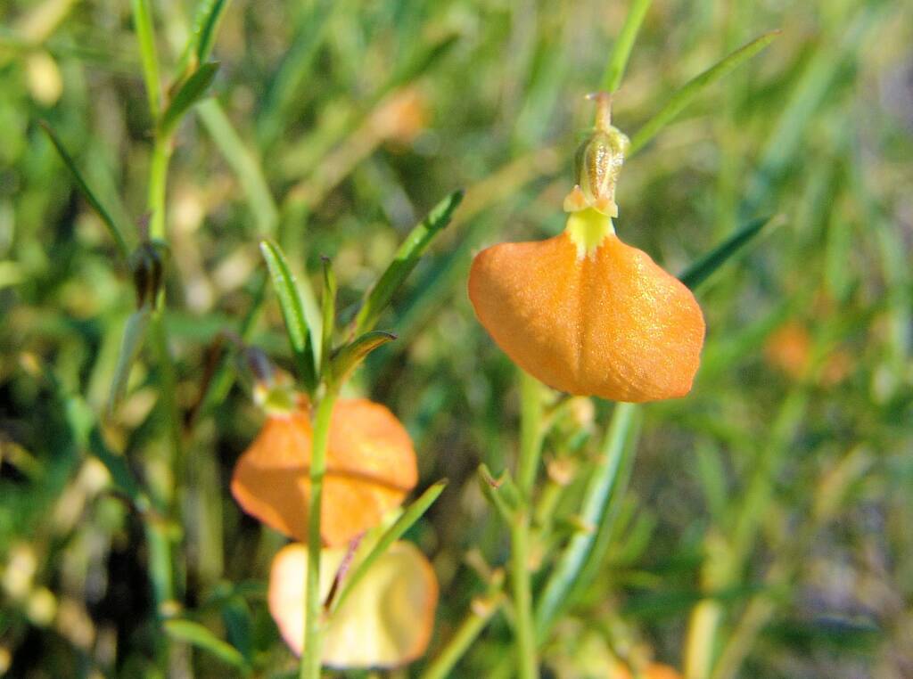 Orange Spade Flower (Hybanthus aurantiacus), Ellery Creek Big Hole, 2007
