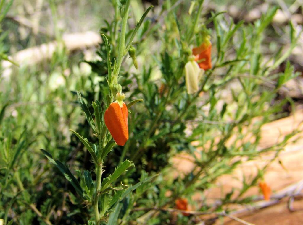 Orange Spade Flower (Hybanthus aurantiacus), Birthday Waterhole