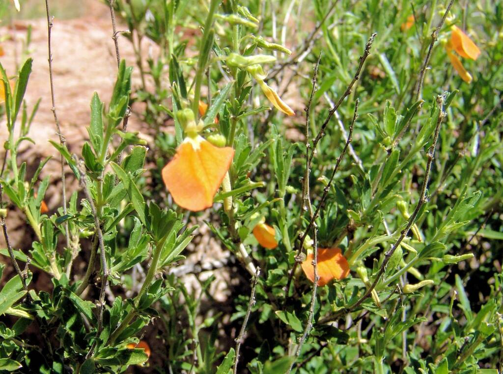 Orange Spade Flower (Hybanthus aurantiacus), Birthday Waterhole