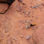 Orange Spider Wasp (Cryptocheilus bicolor) with prey, Palm Valley, Finke Gorge National Park NT