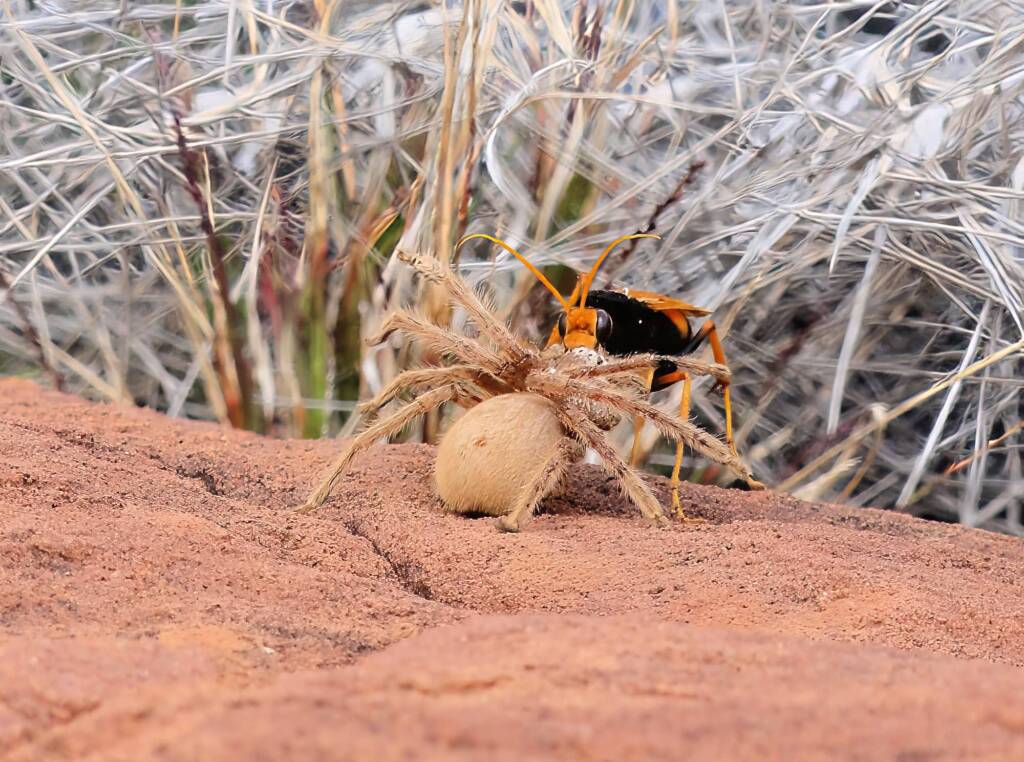 Orange Spider Wasp (Cryptocheilus bicolor) with prey, Palm Valley, Finke Gorge National Park NT