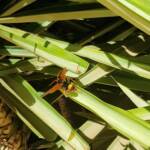 Orange Spider Wasp (Cryptocheilus bicolor), Alice Springs NT
