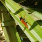 Orange Spider Wasp (Cryptocheilus bicolor), Alice Springs NT