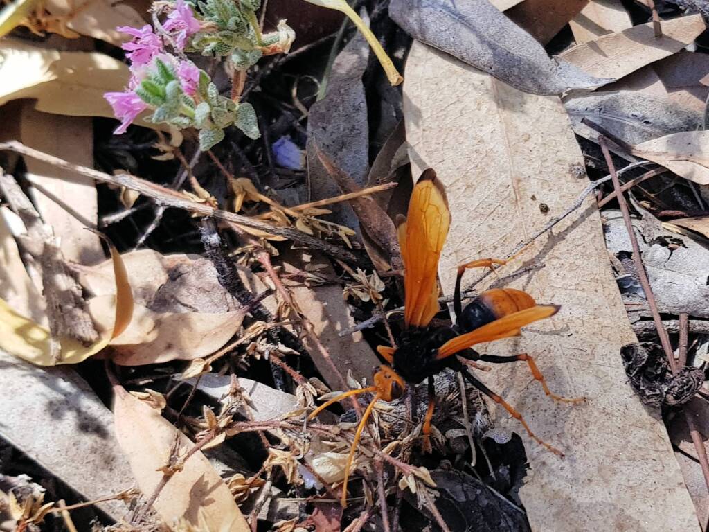 Orange Spider Wasp (Cryptocheilus bicolor), Olive Pink Botanic Garden NT