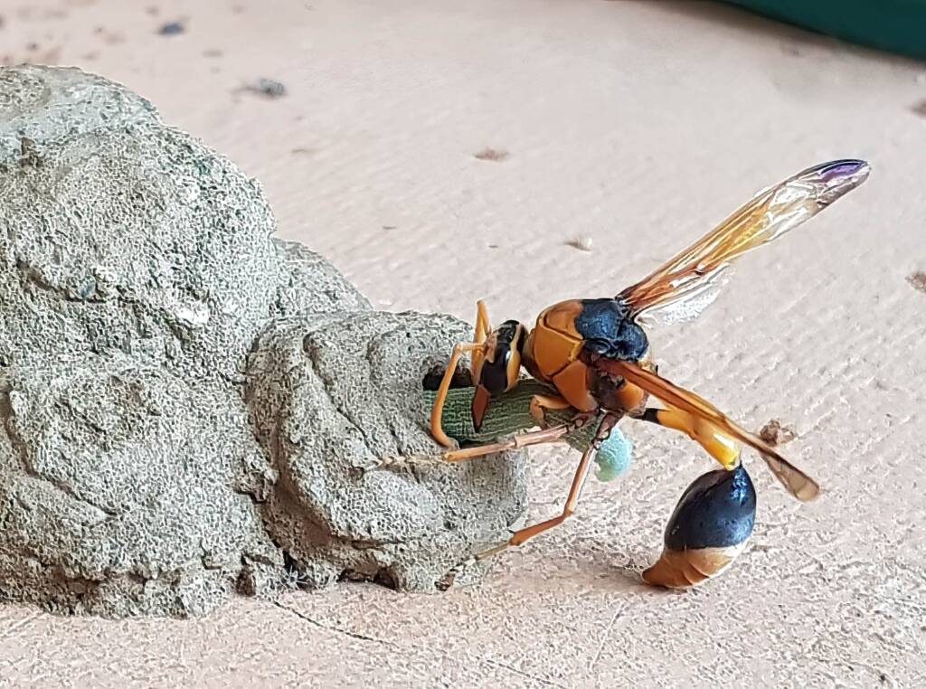 Orange-tailed Potter Wasp (Delta latreillei), Alice Springs, NT
