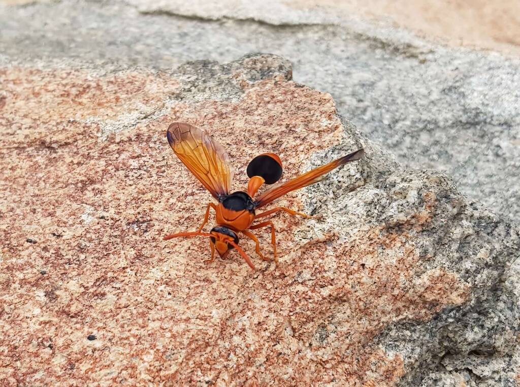 Orange-tailed Potter Wasp (Delta latreillei), Alice Springs NT