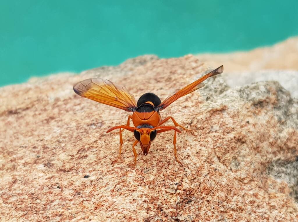 Orange-tailed Potter Wasp (Delta latreillei), Alice Springs NT